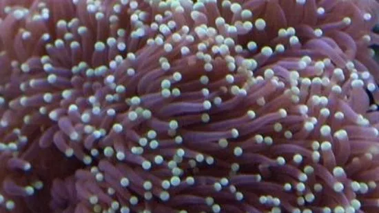 Torch Coral: Grape Cristata w/ Green Tip