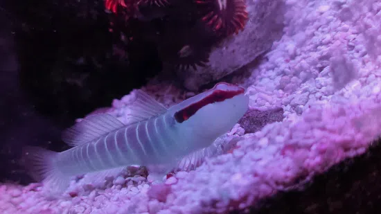 Green-Banded Goby