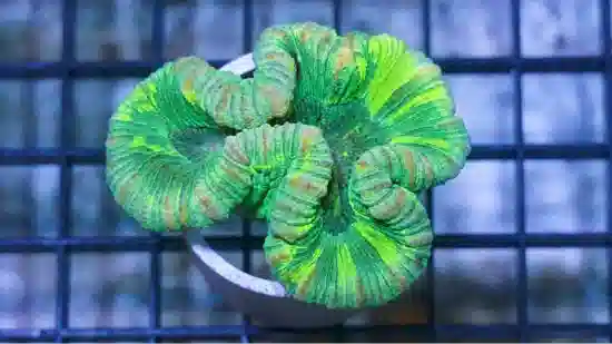 Brain Coral Folded : Green- Fiji