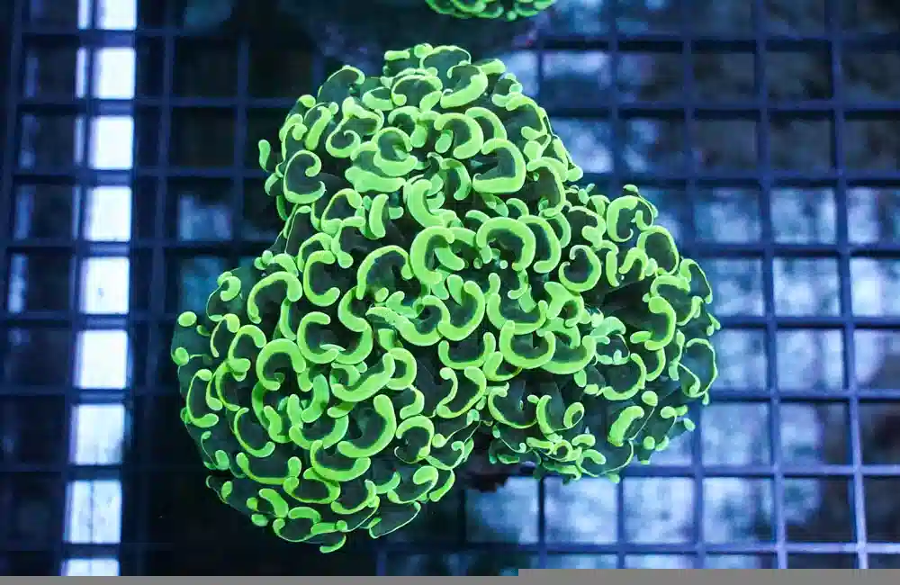 Hammer Coral:Branching Green