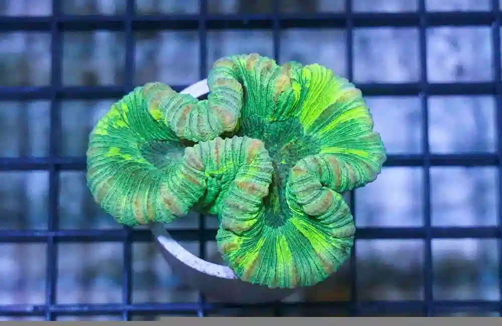 Brain Coral Folded : Green- Fiji