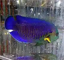 Yellowfin Pygmy Angelfish