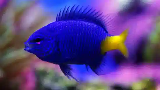 neon purple fish