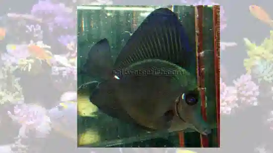 Black Tang