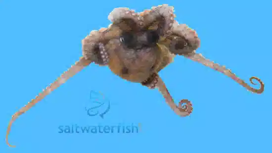 Algae Octopus - Indo Pacific