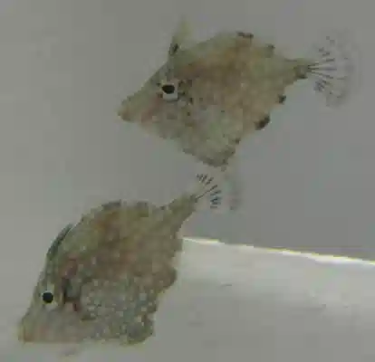 ORA Whitespotted Pygmy Filefish Captive-Bred