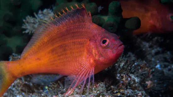 Red Hawkfish