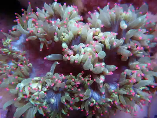 Pink Tip Elegance Coral #C 086