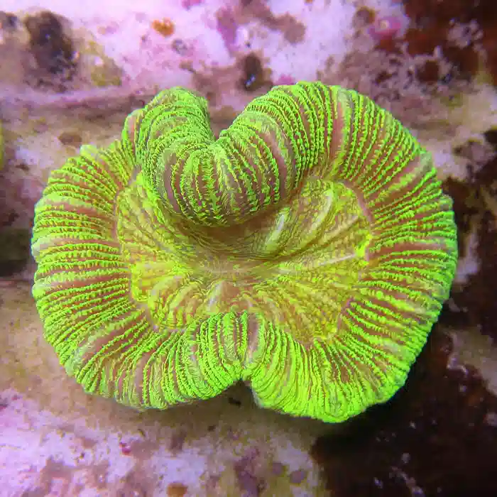 Brain Coral - Open Green #A 184