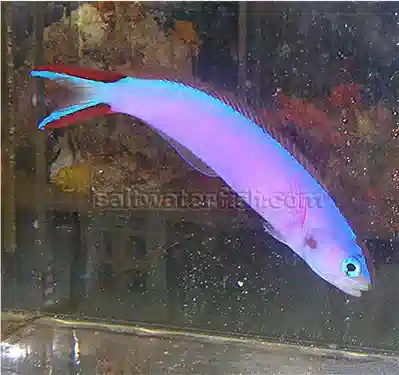 Tilefish - Purple