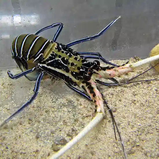 Blue Spiny Lobster - #R043