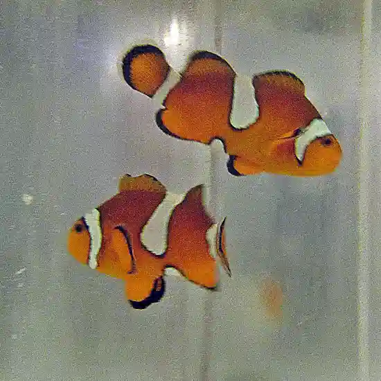 Proaquatix Misbar Clownfish - Bonded Pair - #R075