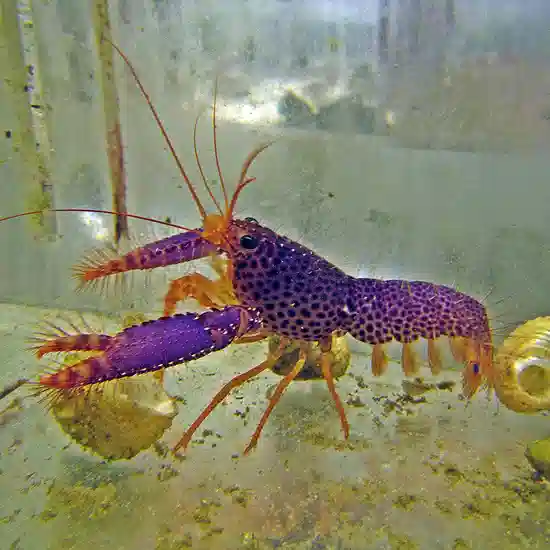 Purple Lobster - #R128