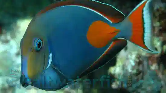 Achilles Tang: Juvenile