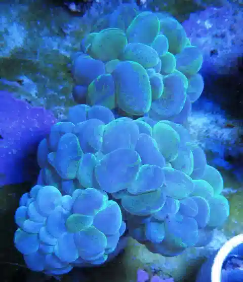 Green Branching Bubble Coral #B029 3.5 inches