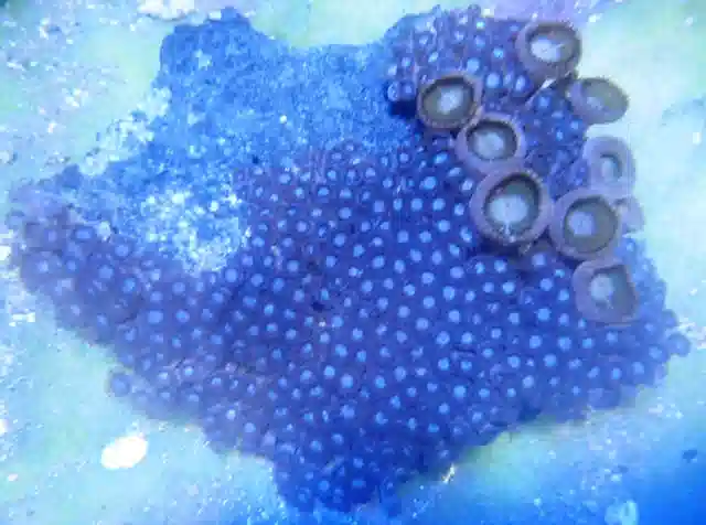 Blue Zoos with Button Polyps #B058 5 inches 200+ polyps