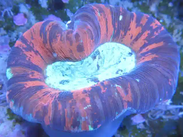 Red Open Brain Coral #B117 3"