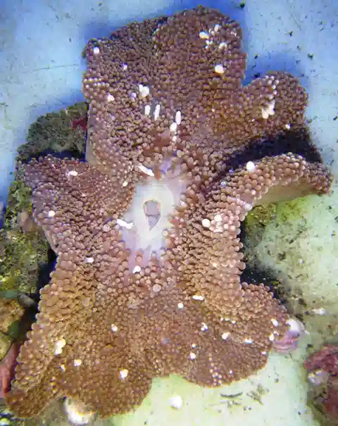 Carpet Anemone - Brown with White Spots #B153 5.5"