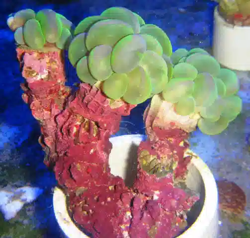 Neon Green Branching Bubble Coral with Coralline Algae #B166 3.5"