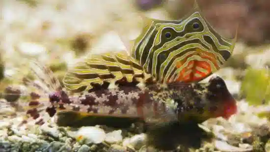 Scooter Blenny