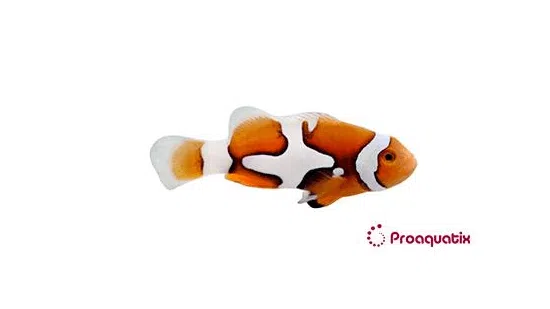 Picasso Percula Clownfish - Captive Bred Grade B