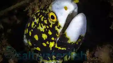 Snowflake Eel