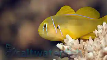 Citron Clown Goby