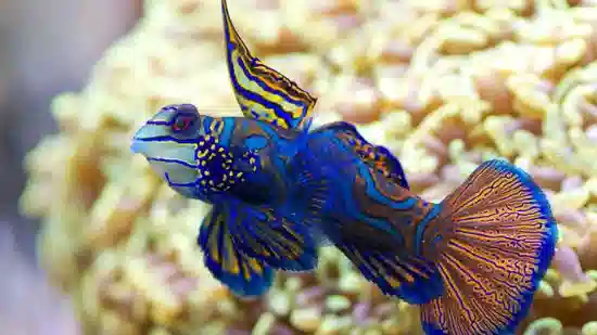 Green Mandarin Dragonet - Philippines