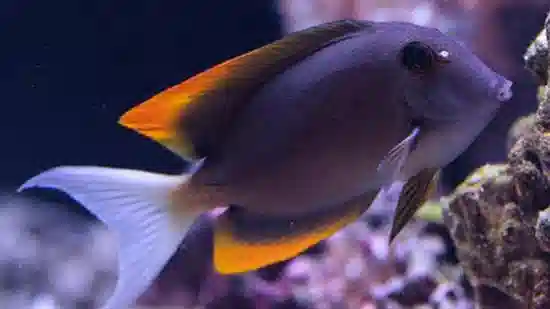 Flame Fin (Tomini) Tang -