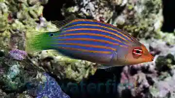 Six Line Wrasse - South Asia
