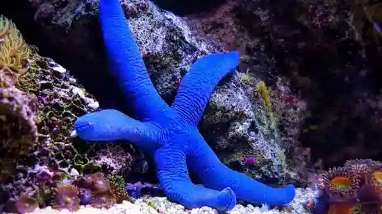 Blue Linckia Starfish - South Pacific