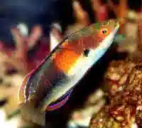 Balteatus Fairy Wrasse - Save 23%