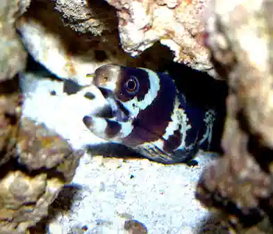 Barred Moray Eel