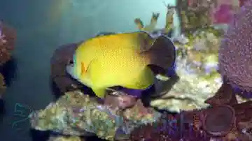 Blacktail Lemonpeel Hybrid Angelfish - Aquacultured