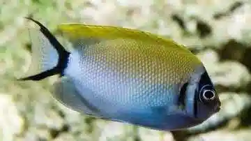 Masked Swallowtail Angelfish: Female