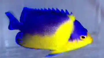 Venustus Angelfish