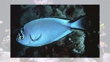 Watanabei Angelfish: Male - Melanesia