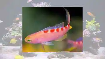 Flavoguttatus Anthias