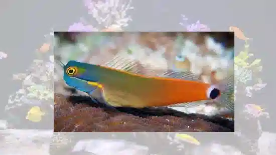 Tailspot Blenny