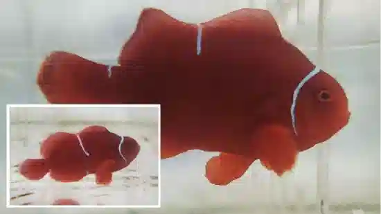 Maroon Clownfish - Captive Bred