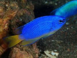 Electric Blue Damsel - Central Pacific
