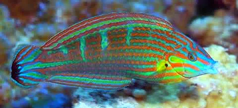 Melanarus Wrasse: Male