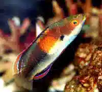 Balteatus Fairy Wrasse