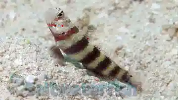 Bumblebee Goby