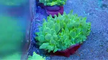 Bubble Tip Anemone Purple Base with Ocellaris Clownfish