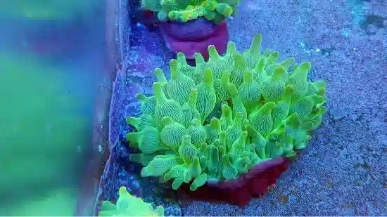 Bubble Tip Anemone: Color Purple Base