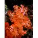 Carnation / Cauliflower Coral: Colored