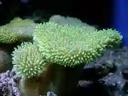 Umbrella Leather Coral: White/Yellow - Auqacultured - Melanesia
