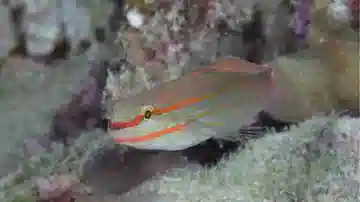 Orange Marked Goby