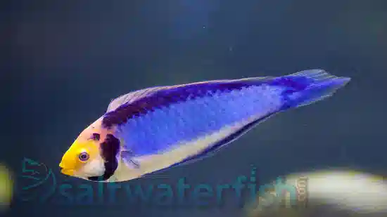 Solar Fairy Wrasse